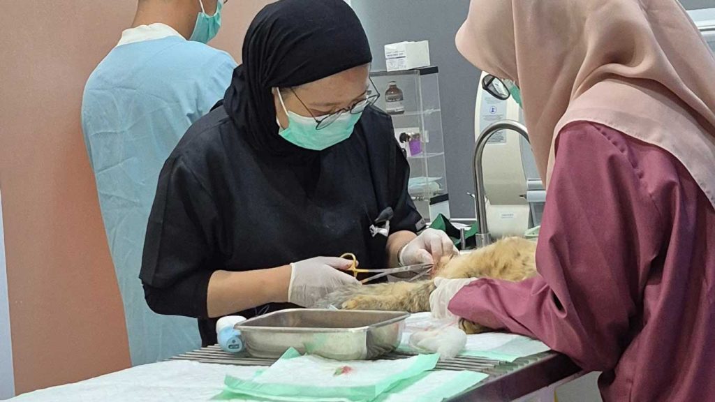 pet clinic bedah mayor minor